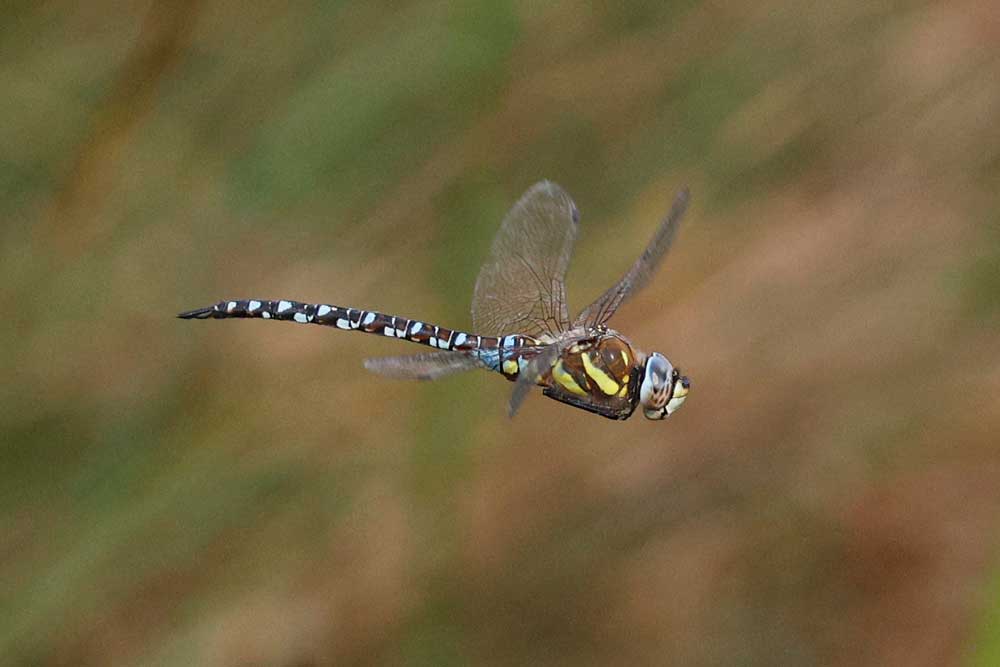 Aeshna_mixta